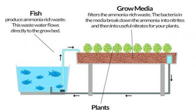 Photo of O que é um sistema aquapônico baseado em mídia?