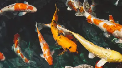 Photo of O que peixes e plantas precisam para prosperar em um sistema aquapônico?