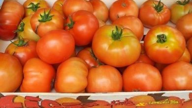 Photo of Tipos de tomates: Conhecer as variedades mais cultivadas de tomates