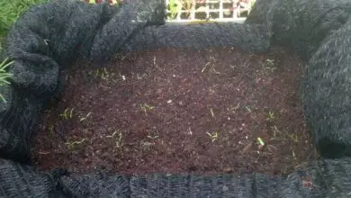 Photo of 5 Eco Fertilizantes para o jardim: Propriedades e aplicação