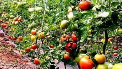 Photo of Como Fazer Uma tomate mudo: plantio tomates Passo a Passo