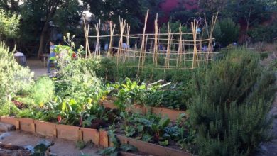 Photo of Como preparar Jardinagem: Agrohuerto quer saber suas experiências