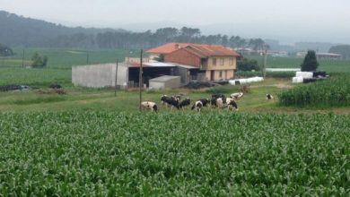 Photo of O Caminho de Santiago e seus jardins