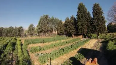 Photo of Agrofogones jardim: O jardim da Universidade de Agronômica