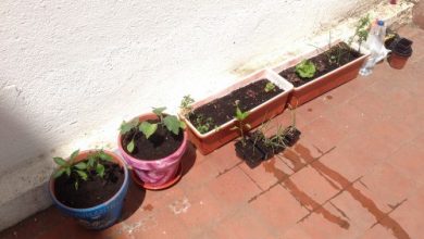 Photo of Como escolher e vasos decorar para jardinagem: Idéias Originais