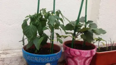 Photo of Estacando vasos de plantas: Os tutores para plantas