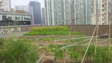 Photo of modelo Um novo Jardim Urbano em Xangai: Skyfarm