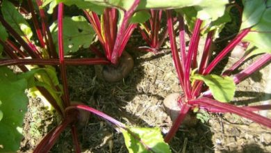 Photo of Beterraba cultivados no jardim orgânico: Guia Completo