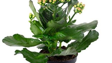 Photo of Kalanchoe Cuidados blossfeldiana [Solo, umidade, poda e problemas]