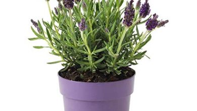 Photo of Cuidados Lavender: [Terra, umidade, poda e problemas]