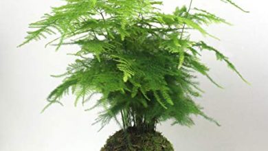 Photo of Cuidados Kokedama: [Terra, umidade, poda e problemas]