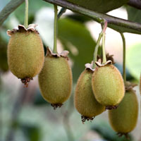 Photo of Ou crescendo Árvores exóticas: caqui, manga, pinha, nêspera e kiwi