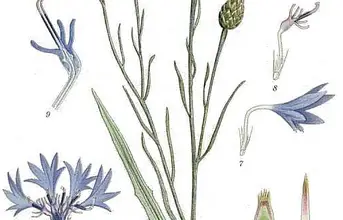 Photo of Centaurea: Propriedades, benefícios e plantas medicinais utilizações DESTA