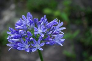 Photo of Agapanthus: [cultivo, Irrigação, cuidado, Pragas e Doenças]