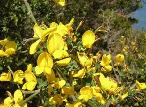 Photo of Aliaga: [Características, cultivo, cuidado, Pragas e Doenças]