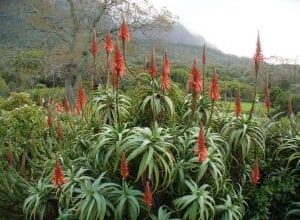 Photo of Aloe arborescens: [Cortar Associações de irrigação, pragas e doenças]