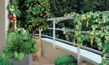 Photo of Jardinagem na varanda: Como faço para criá-lo e cultivá-la