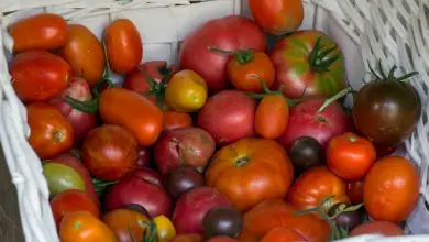 Photo of Tomate casca de cuidados prestados e prevenir Doenças degenerativas e cardiovasculares