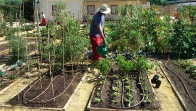 Photo of Huerta de Montecarmelo: um oásis de jardins verdes em Madrid