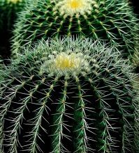 Photo of Irrigação Cactus: [Necessidades, frequência e Procedimento]