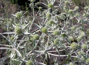 Photo of Runner Thistle: [cultivo, Irrigação, cuidado, Pragas e Doenças]