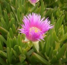 Photo of Carpobrotus: [cultivo, Irrigação, cuidado, Pragas e Doenças]