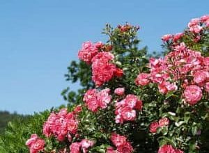 Photo of Rosa Alexandria: [cultivo, cuidado, Irrigação, eu substrato e Pragas]