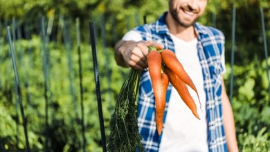 Photo of O que é a agricultura biodinâmica?