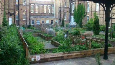 Photo of 10 passos para criar o seu próprio jardim em casa: rápido e fácil guia