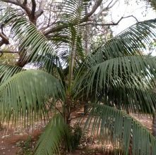 Photo of Kentia: [cultivo, Irrigação, cuidado, Pragas e Doenças]