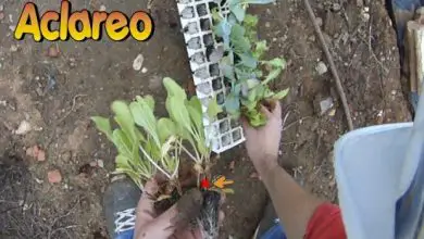 Photo of Dicionário Hortelano, para cultivar o jardim