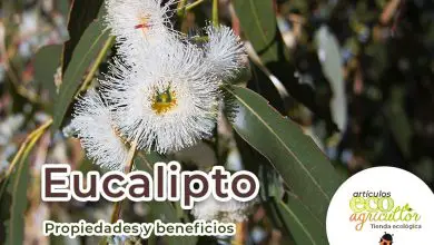 Photo of Eucalyptus Medicinais propriedades e para os benefícios Saúde