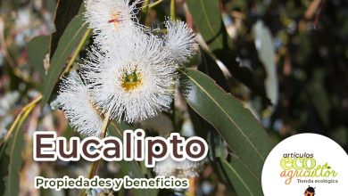 Photo of Eucalyptus Medicinais propriedades e para os benefícios Saúde