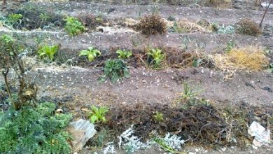 Photo of Quais são os Bancales permanentes? Como fazer jardins