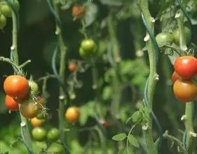 Photo of Tomates crescer passo a passo: Como tomates vegetais no jardim