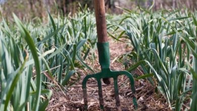 Photo of Palha para ou jardim | Ou Morta tipos de cobertura para as plantas de cobertura morta