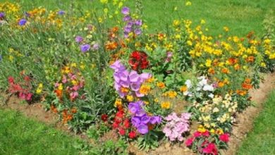 Photo of flores úteis no jardim para repelir pragas e atrair insetos benéficos