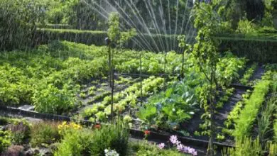 Photo of Tipos de Irrigação | Vantagens de cada sistema de irrigação para o jardim