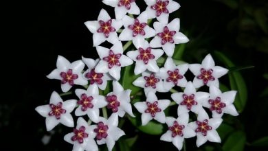 Photo of Hoya Linearis: [Plantio, Cuidado, Substrato e Irrigação]
