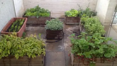 Photo of Cultivando um jardim urbano em um Guia terraço completa
