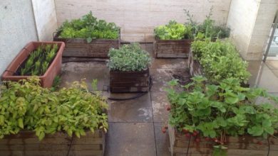 Photo of Cultivando um jardim urbano em um Guia terraço completa