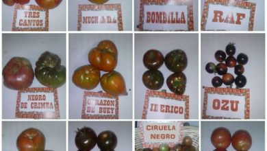 Photo of Tomates orgânicos: cultivar variedades e dicas