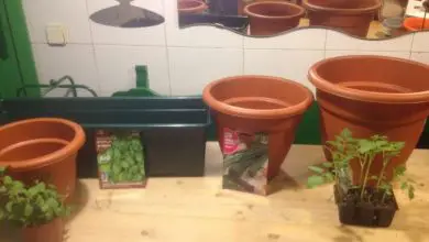 Photo of plantas aromáticas em vasos: Como crescer passo a passo