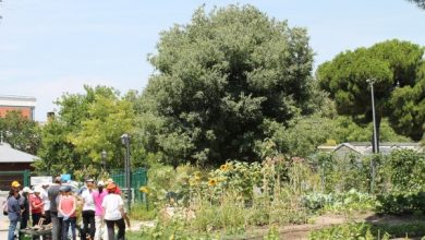 Photo of Quais arvores nenhum lugar jardim: como Escolher para Certa