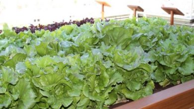 Photo of Branqueamento de vegetais: Tudo que você precisa saber