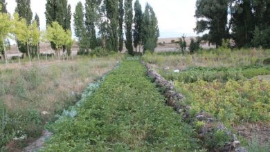 Photo of jardim urbano: um espaço para cultivar bons hábitos e relacionamentos