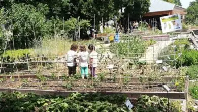 Photo of hortas escolares: Objetivos e Benefícios da Escola Jardim】 【Projetos Ecológicos