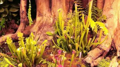 Photo of Plantas carnívoras: 4 plantas que nos ajudam a controlar pragas