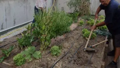 Photo of Reciclagem no Jardim: Usando materiais reciclados