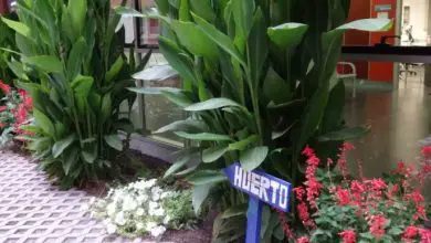 Photo of HUERTOS TERAPÊUTICO: um jardim em um centro de saúde
